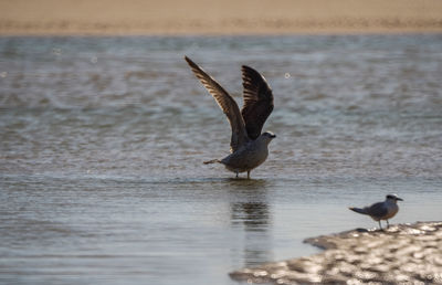 Birds flying over sea