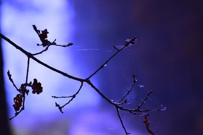 Low angle view of branches against sky