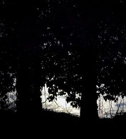 Low angle view of silhouette trees against sky at night