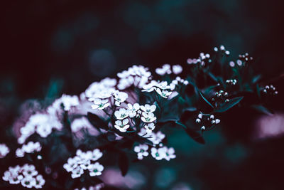 Close-up of purple flowering plant