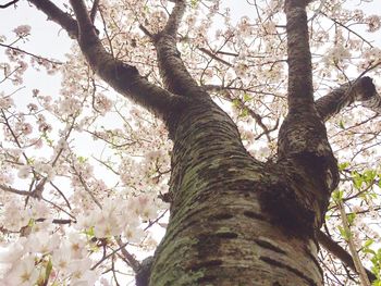 Low angle view of flower tree against sky