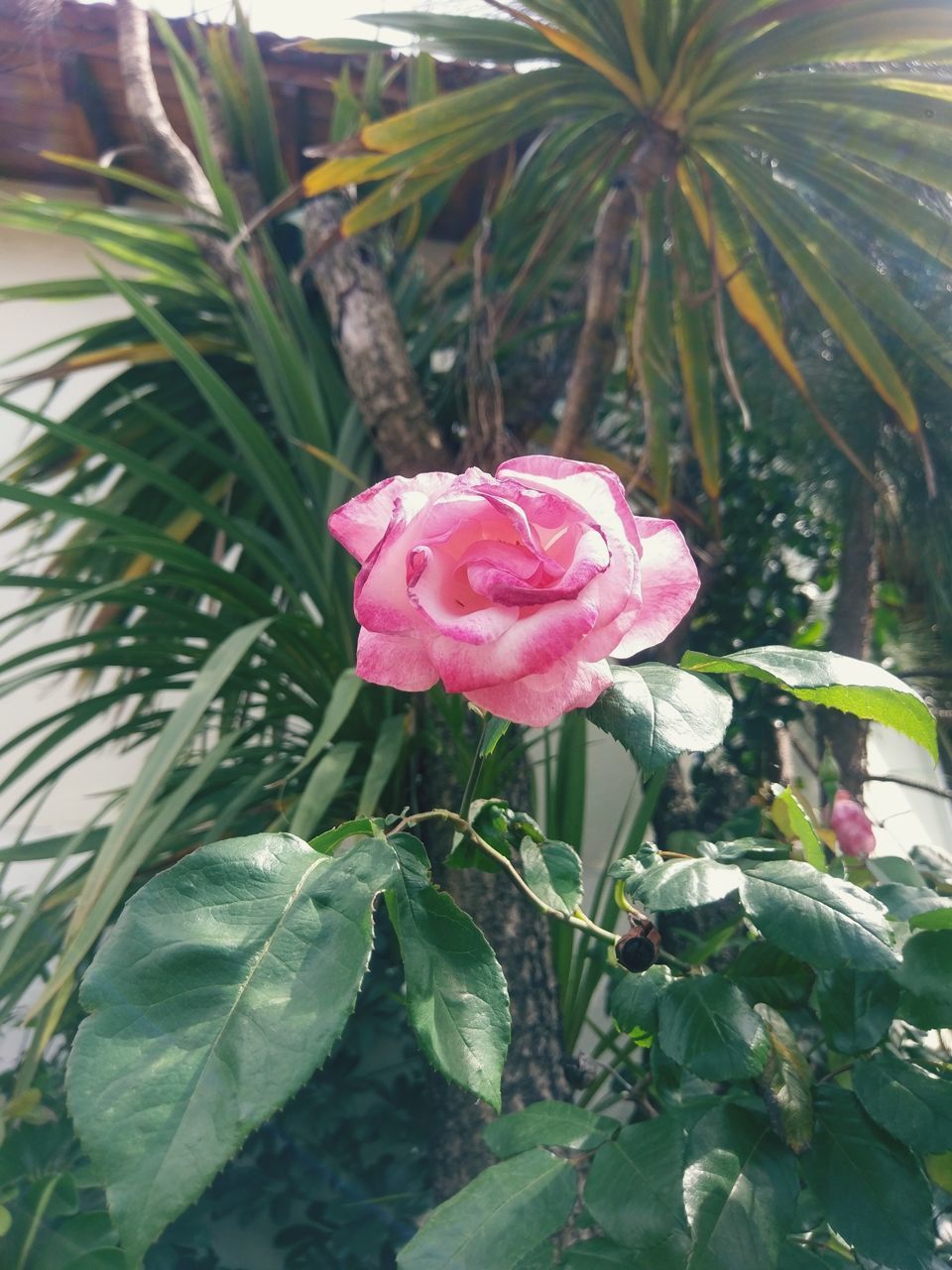 CLOSE-UP OF PINK ROSE AND PLANT