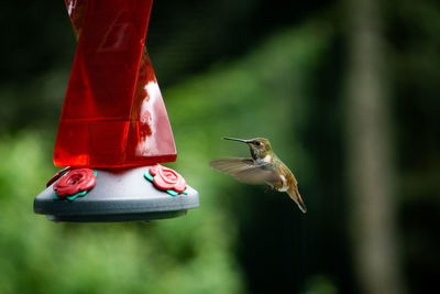 Close-up of bird feeder