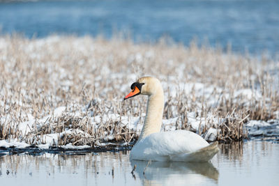 Swan swimming in lake