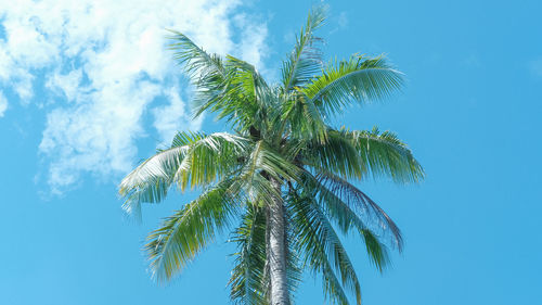 Low angle view of palm tree against blue sky