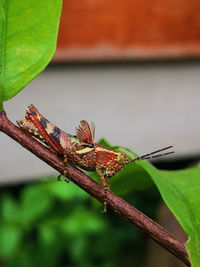 Close-up of insect on leaf