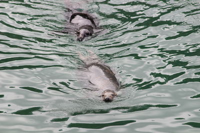 High angle view of animal swimming in lake