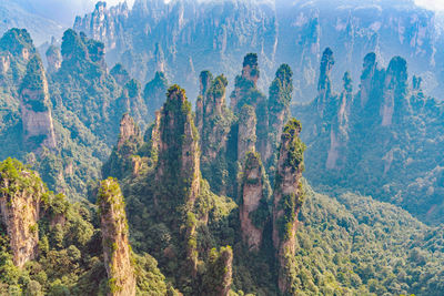 Pine trees in forest