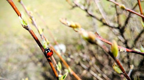 Close-up of insect on plant