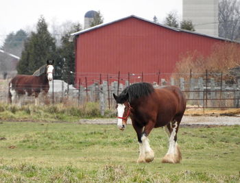 Horse grazing on field against sky