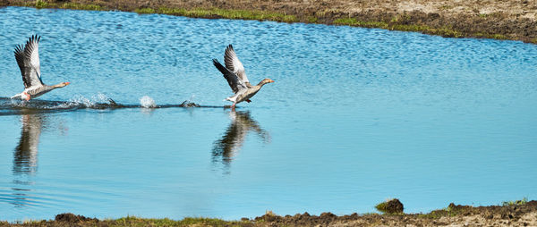 Greylag goose, scientific anser anser, landing with wings spread in a small pond