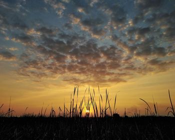 Silhouette plants on field against sky during sunset