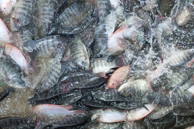 Full frame shot of fish for sale in market