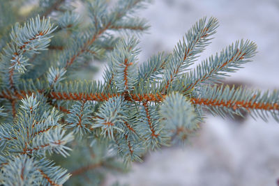Close-up of pine tree. spruce branch. fluffy christmas tree