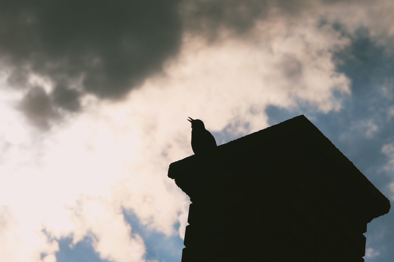 LOW ANGLE VIEW OF SILHOUETTE BIRD PERCHING ON ROOF