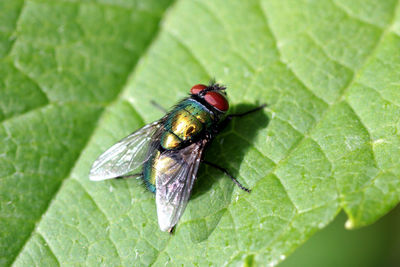 Close-up of insect on leaf