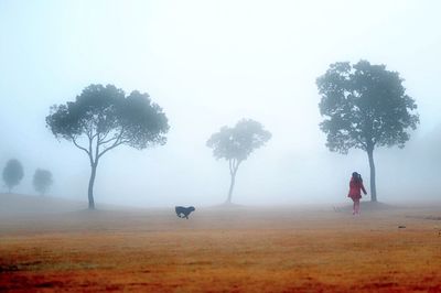 Trees in foggy weather