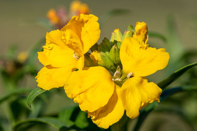 Close-up of yellow flowering plant