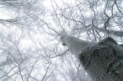 Low angle view of frozen bare tree