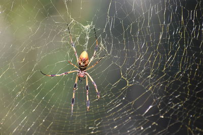 Spider on web