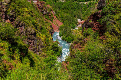 Scenic view of river stream amidst trees in forest