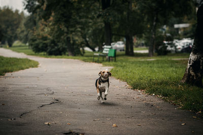 View of dog on road