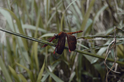 Close-up of insect on grass