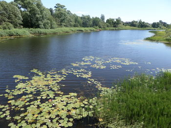 Lake with trees in background