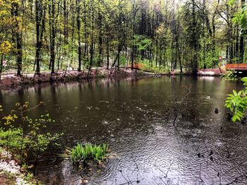 Scenic view of lake in forest