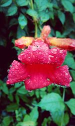 Close-up of wet red rose blooming outdoors