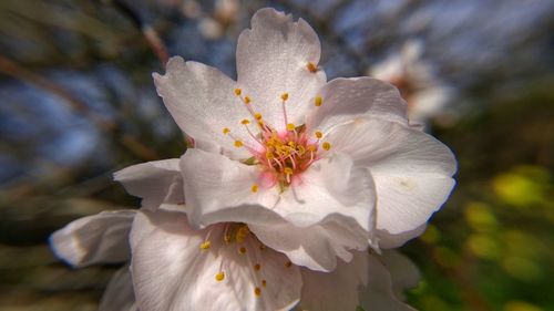 A macro shot of an almond blossom flower