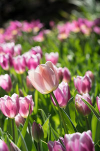 Close-up of pink flowering plants on field