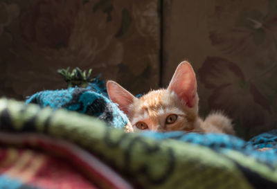 Portrait of kitten relaxing on bed