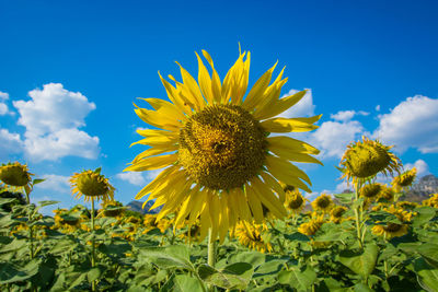Close-up of sunflower on field against sky
