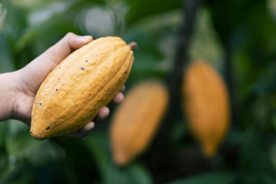 Selective focus bright yellow cocoa in the hand of mature cocoa plantation gardener in asian village 