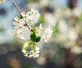 Close-up of insect on cherry blossom