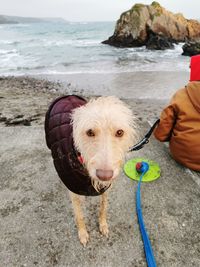 Portrait of dog on beach