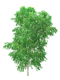 Close-up of leaves against white background