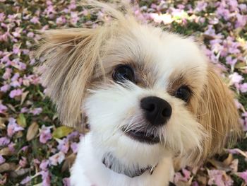 Close-up portrait of a dog