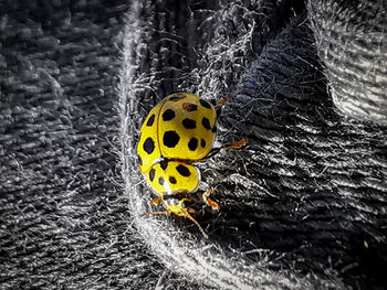 Close-up of ladybug on leaf