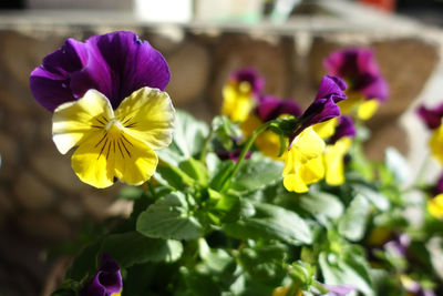 Close-up of yellow flowering plant