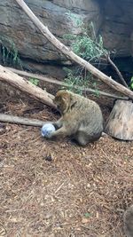 animal