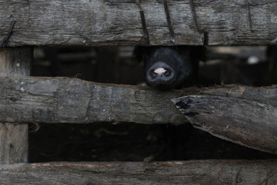 Close-up of lizard on log