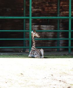 View of an animal on field