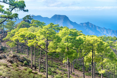 Scenic view of trees and mountains against sky
