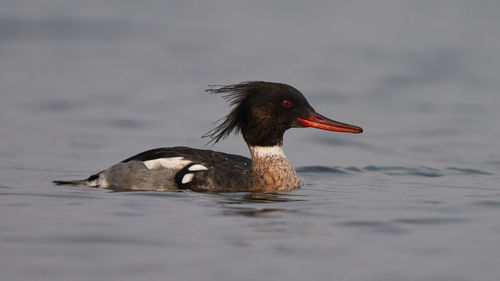 Duck swimming in a lake