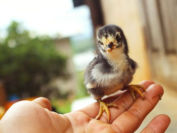 Close-up of hand holding small bird