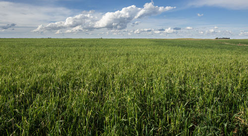 Scenic view of agricultural field against sky