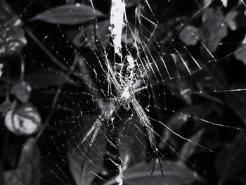 Close-up of spider web