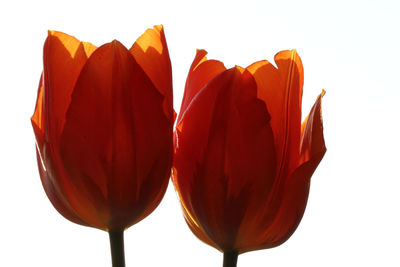 Close-up of red tulips